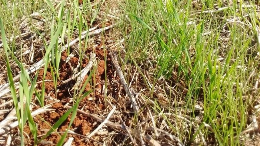 Como controlar as infestações de aveia e azevém
