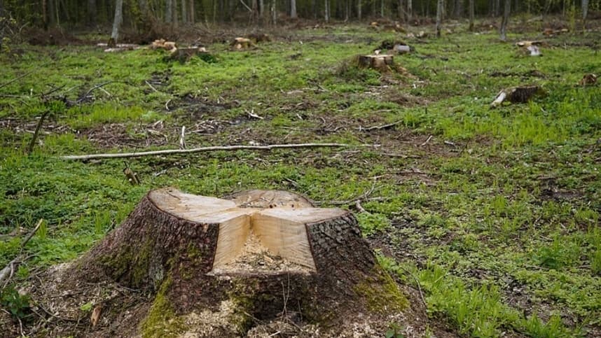 Cerrado brasileiro perdeu 13,9 milhões de hectares de margens de rios