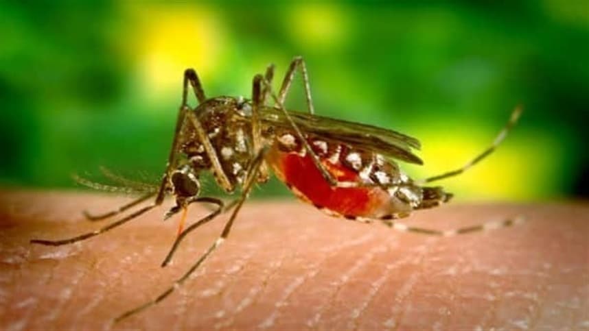 Peixe pode ser solução eficiente no controle do mosquito Aedes Aegypti