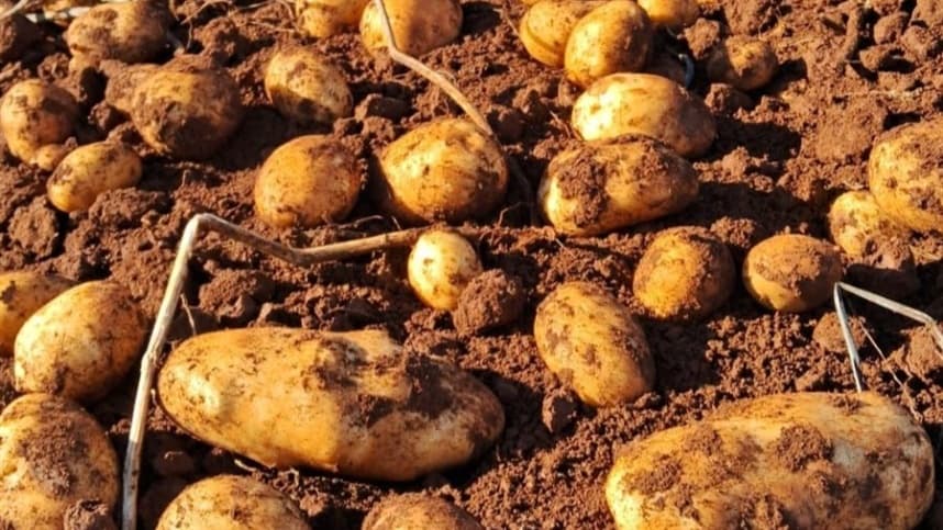 Adubação de cobertura incrementa o rendimento no cultivo da batata