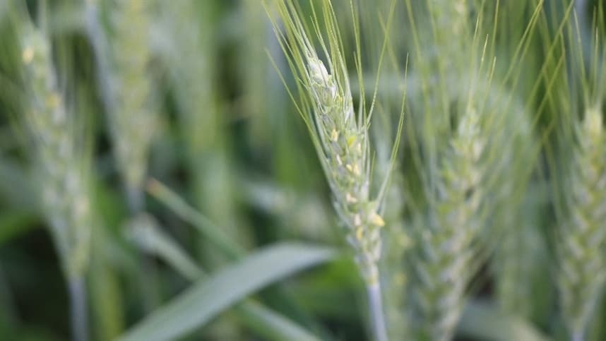 Presença de pulgões pode comprometer o potencial produtivo do trigo