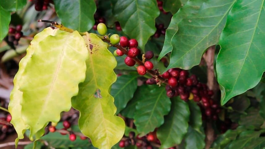 Período de incubação da ferrugem do cafeeiro