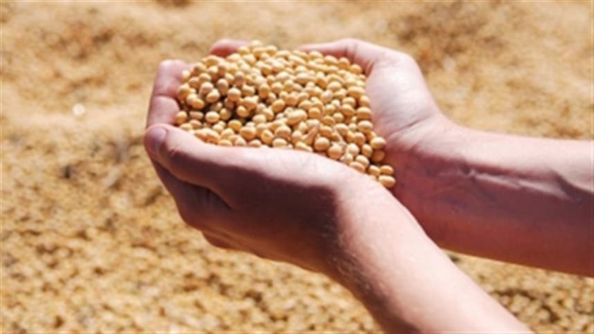 Relatório do USDA impulsiona cotações da soja