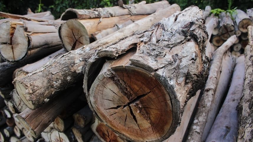Setor de árvores cultivadas cresce no trimestre