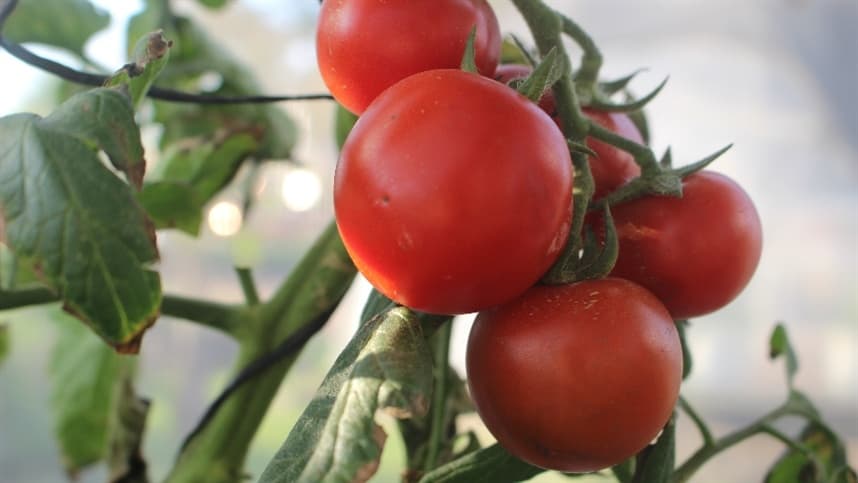 Apesar da estiagem, produção de tomate cresce 18,4% em São Paulo