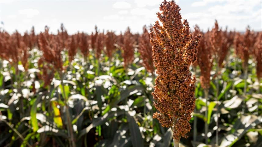  Safra de sorgo começa a ser plantada 