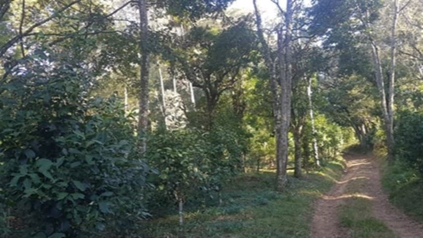 Projeto em Arvorezinha visa à implantação de sistemas agroflorestais em ervais