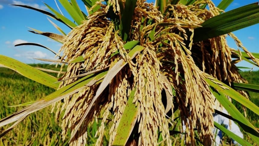 Híbridos de arroz aumentam produtividade em 25%