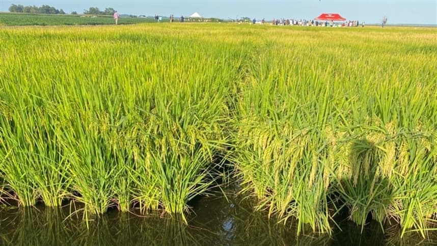 Excesso de umidade limita semeadura do arroz
