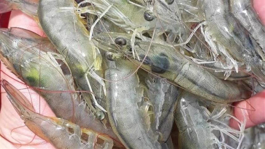 Inovações tecnológicas aceleram o crescimento da aquicultura 