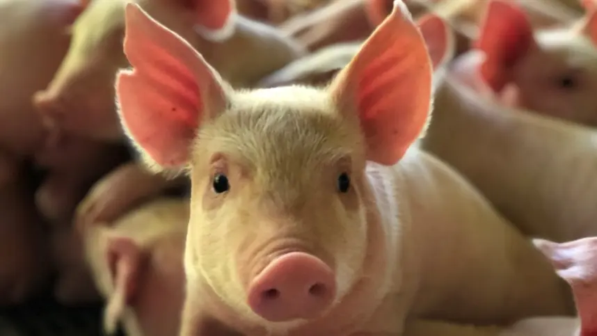 Alimentação de leitões em fase de creche