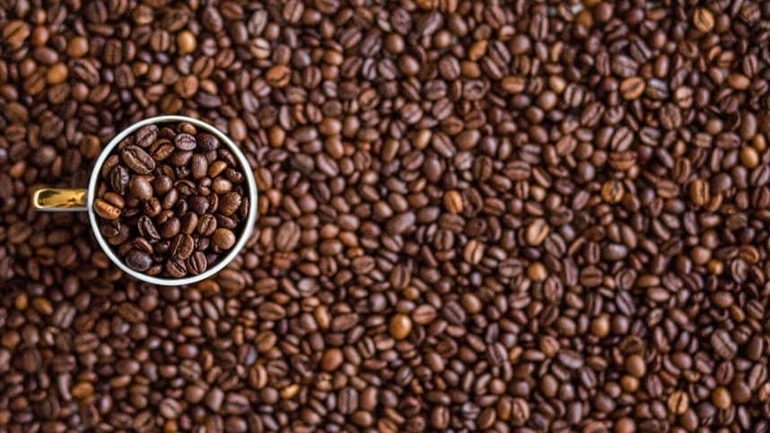 Café: período seco exige atenção ao ácaro-vermelho