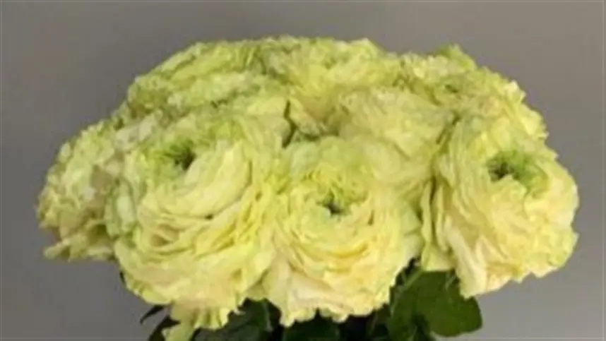 Setor de flores aposta no Dia das Mães