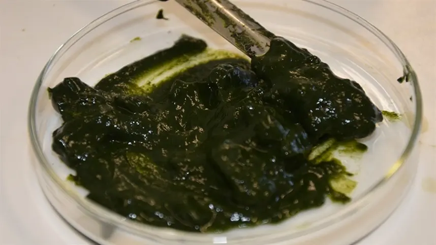 Bioinsumo de algas melhora crescimento das plantas