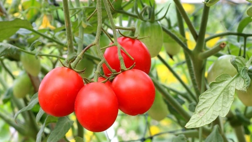 Qual substrato usar para produzir mudas de tomate?