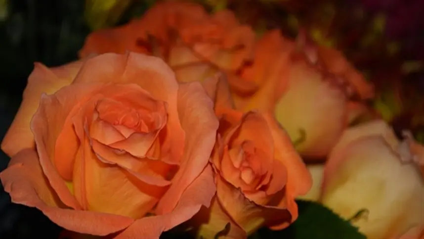 Cinco dicas para cuidar das flores durante o inverno