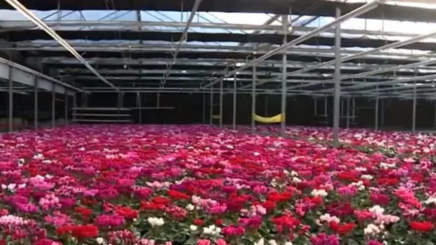 Produtores estão otimistas com a venda de flores 