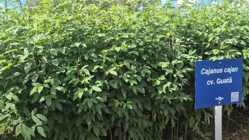 Guandu BRS Guatã: Leguminosa controla nematoides na agricultura
