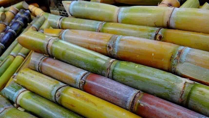 Produtores de cana têm R$ 1 bi de prejuízo