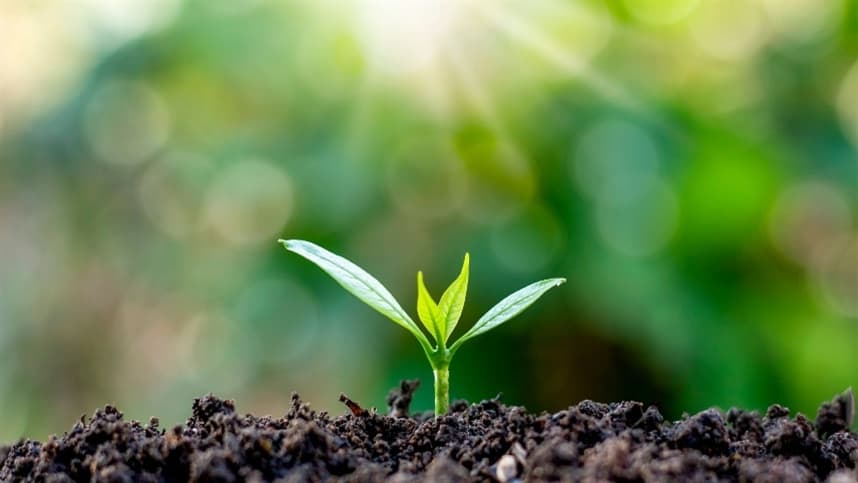 Fertilizantes com aminoácidos podem ser essenciais