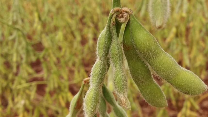 Fungo reduz necessidade de fertilizante na soja