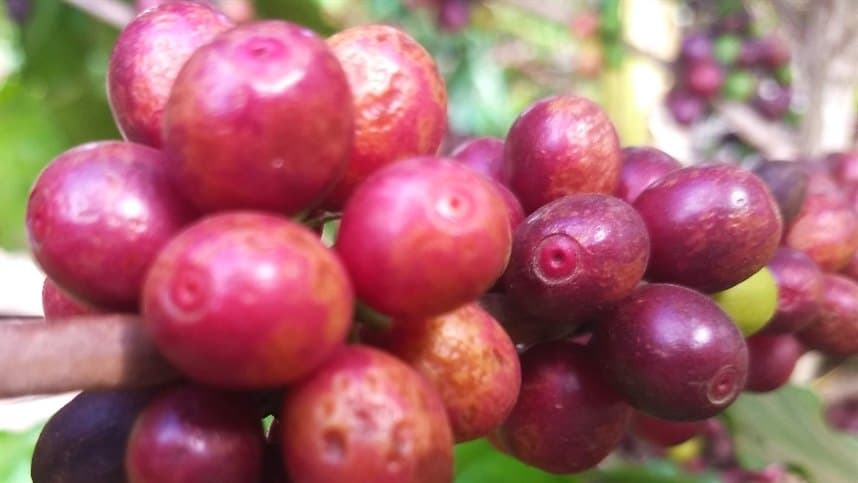 Brasil terá 1º estudo do mercado de nutrição para café