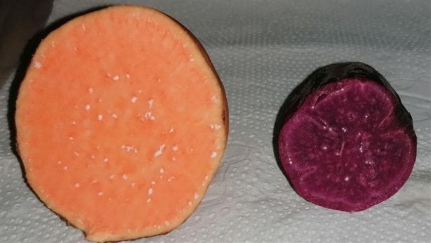 Produtor de Itajaí preserva variedades coloridas de batata-doce