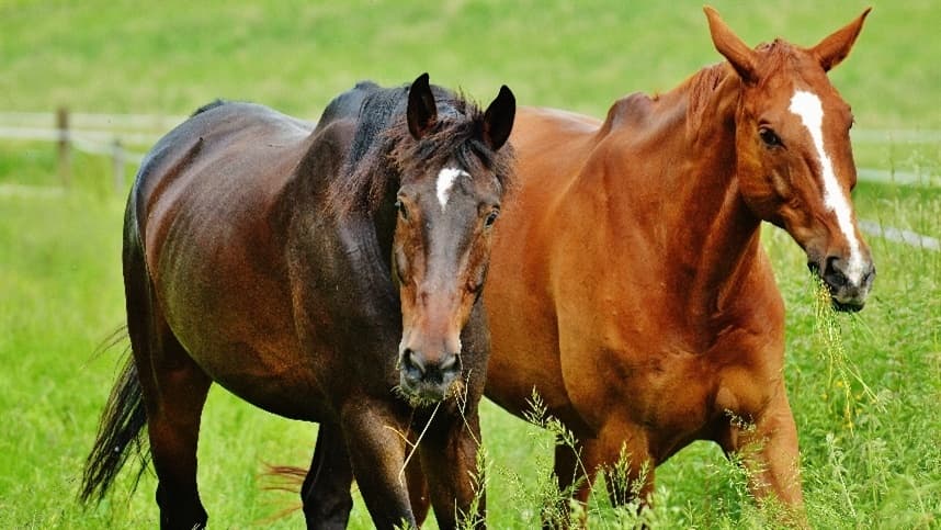 Encefalomielite viral mata 85 a cada 100 equinos afetados