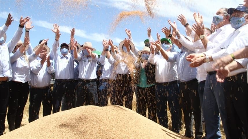 Cruz Alta recebe a Abertura Oficial da Colheita do Trigo no RS