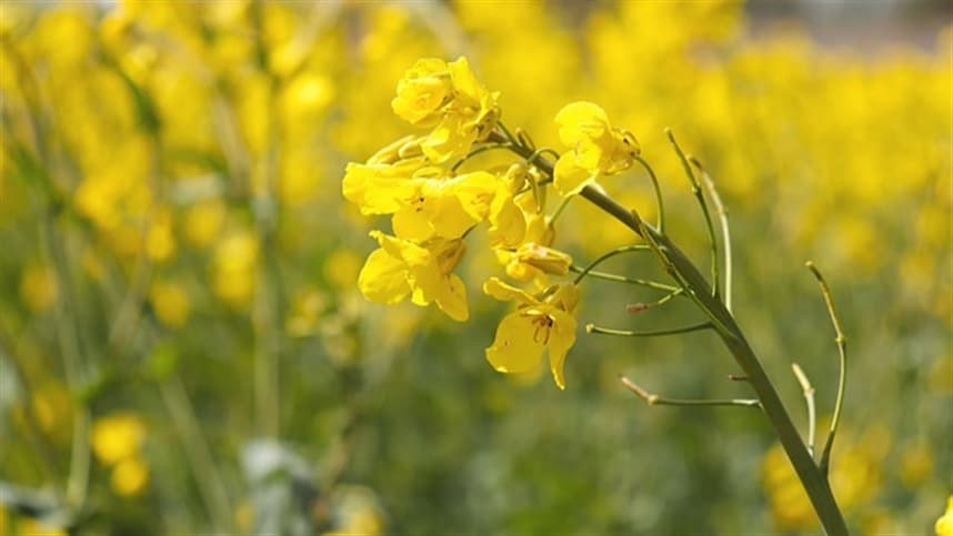 Canola ganha espaço e é tendência nas lavouras de inverno no RS