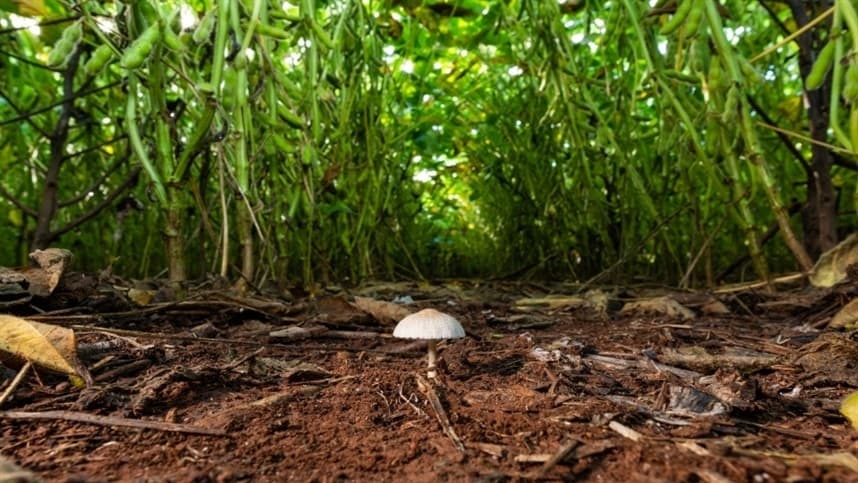 Os bioestimulantes ganham destaque na agricultura