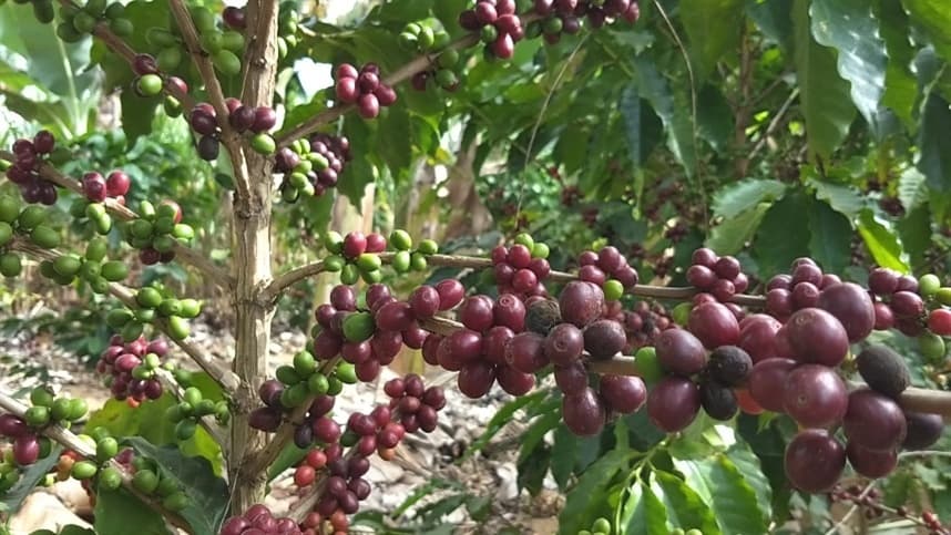 Bicho-mineiro do café: saiba quando a infestação preocupa