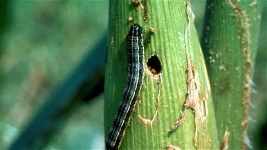 Controle (manejo integrado) da lagarta-do-cartucho (Spodoptera frugiperda)