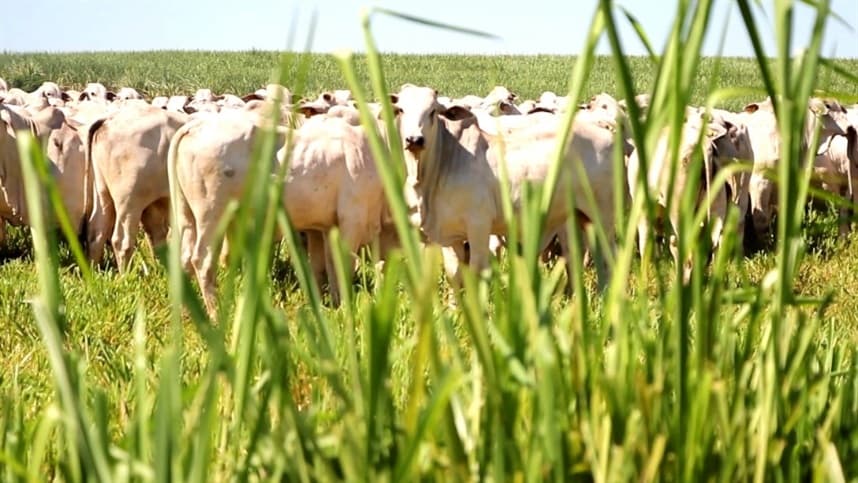 Brasil pode ter novo caso de Doença da Vaca Louca