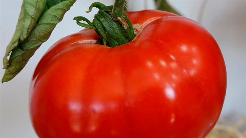 Manejo da irrigação por gotejamento no tomate 