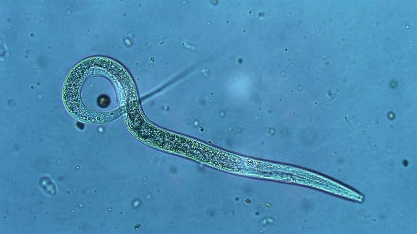 Como controlar o nematoide-das-lesões com adubação verde / plantas de cobertura