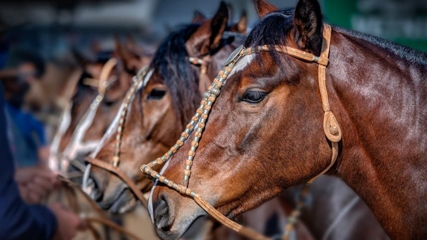 RS: morfologia revelará grandes campeonatos do Cavalo Crioulo na Expointer