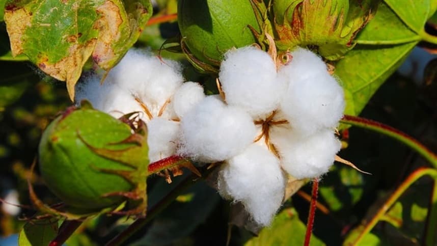 Produtores de algodão aumentam a produtividade 