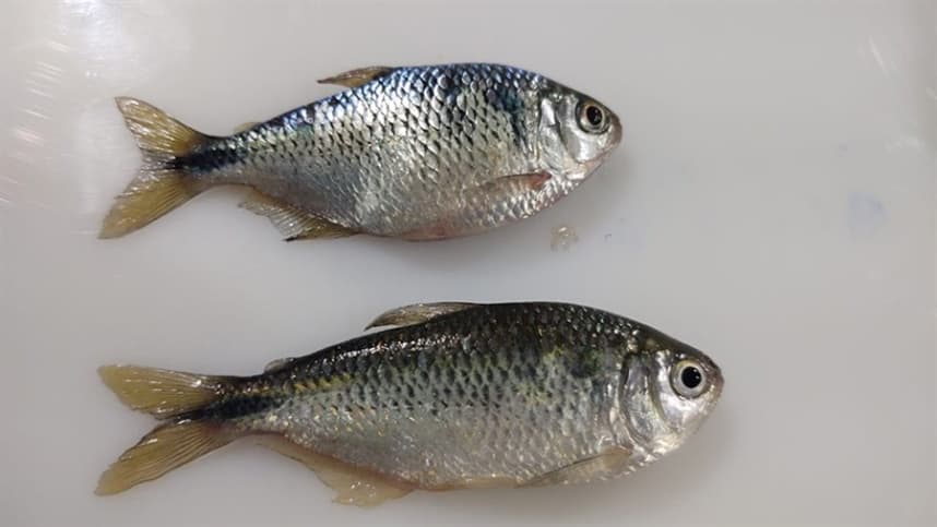 Quatro espécies de peixes muito consumidos na culinária brasileira tiveram cotas de pesca estabelecidas
