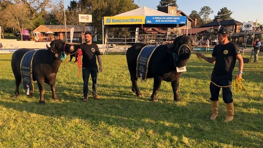 Beleza e harmonia desfilam na pista do campeonato dos búfalos
