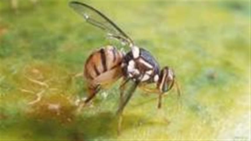 Zoneamento para mosca-da-carambola é apresentado em Seminário de Insumos Agropecuários