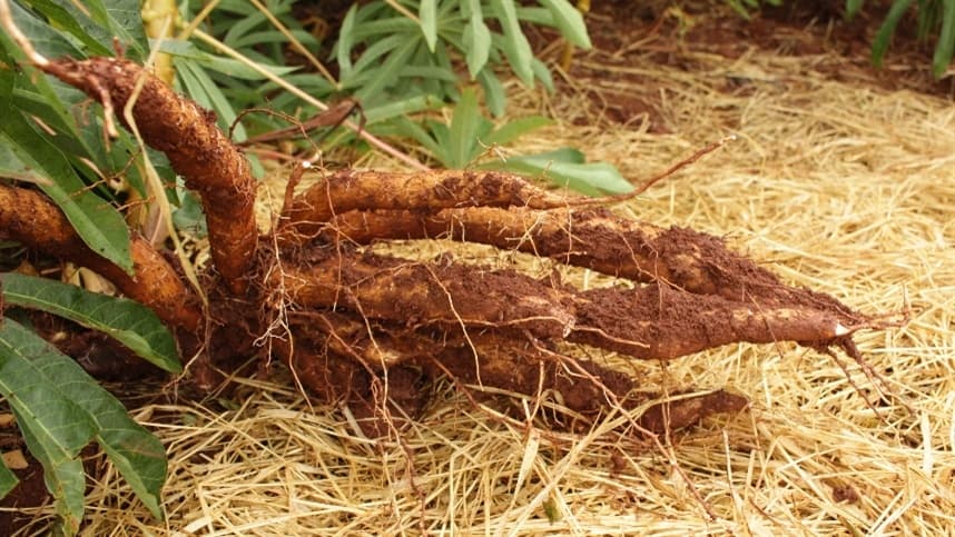 Produtores de Caraá e Campo Bom passam a avaliar variedades de aipim