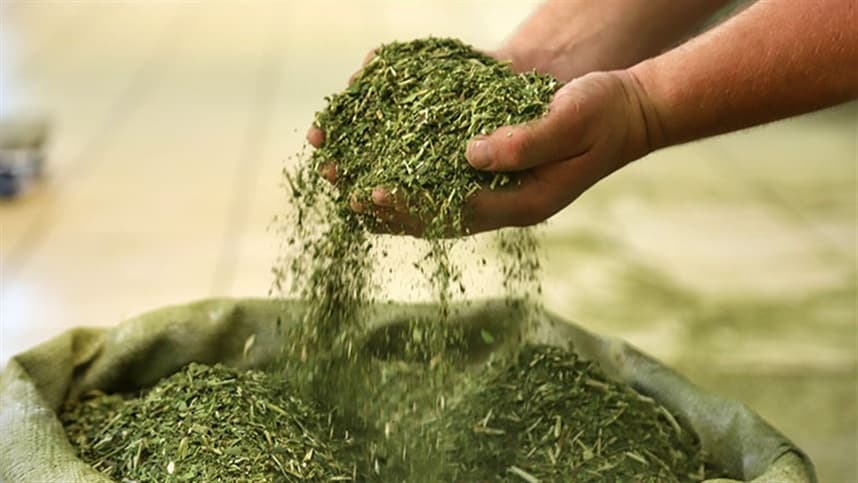 Curso de boas práticas de fabricação de erva-mate reúne participantes em Palmeira das Missões