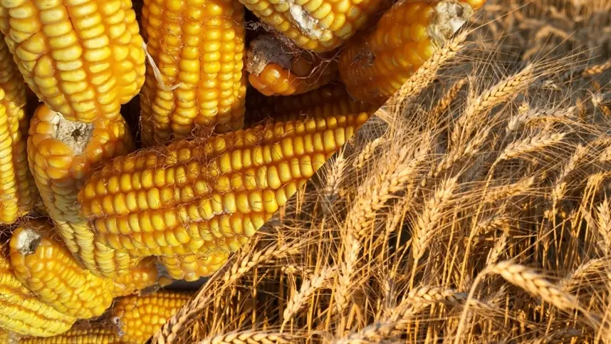 Por que os produtores de grãos da Europa Oriental enfrentam uma tempestade perfeita