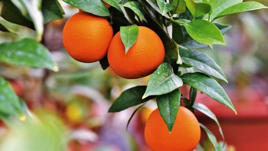 A presença do greening em São Paulo aumentou 56%