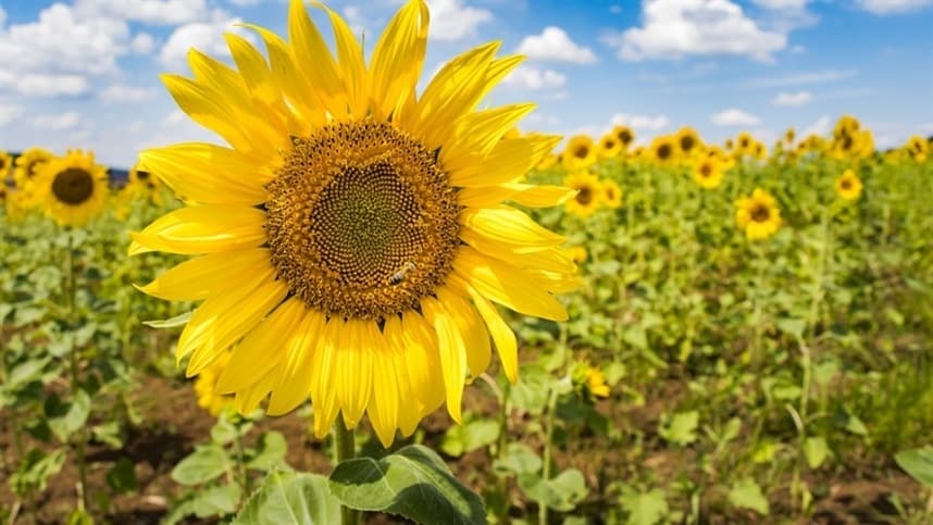 Em relação ao girassol, 35% dos 2,7 milhões de hectares projetados já foram plantados