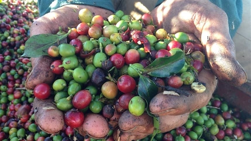 Saiba como cafeicultor busca equilíbrio do solo