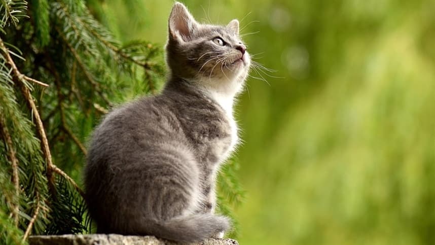 Saiba o porquê que gatos também precisam ser vacinados