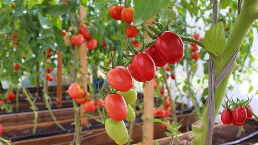 Tomate fica mais caro com oferta reduzida nos atacados