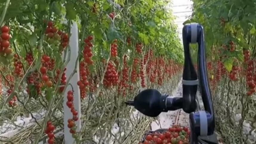 Robôs coletores trabalham no cultivo de tomate em estufa